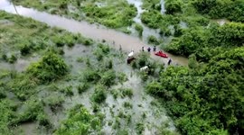 Stranded cows rescued amid heavy flood in eastern Thailand