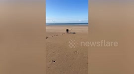 Woman reveals how she gets paid - to walk her own dog
