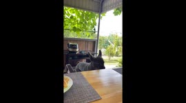 Dog falls off chair while eating at table in Ulyanovsk, Russia