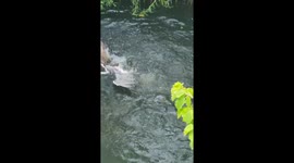 Mother goose gets revenge on heron in Oxford