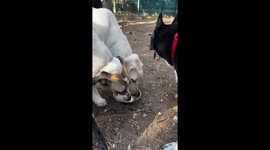 Dog tricks two others to drink water in Turkey