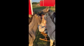 Donkeys love it when their owner sings to them