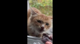 Cat tears through wire mesh to reach food in Hebei Province, China