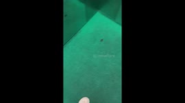 Cockroach scares elevator passenger in Vietnam