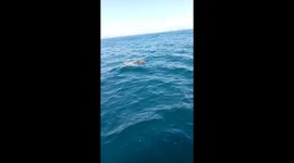 Anglers rescue sea turtle tangled in ghost net off Thai coast