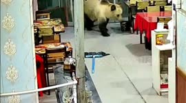 Employee flees as bear and her cubs break into restaurant in Tibet