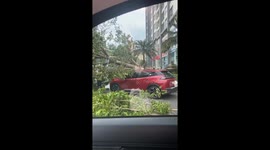 Thousands of trees were knocked down by strong winds caused by Typhoon Yagi