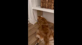 Dog Doesn't Mind Closing Door