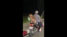 Pet dog rides on motorcycle carrying bucket