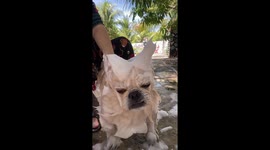 Pet Chihuahua is so bored of being shampooed