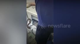 Huge python slithers out of bathroom toilet in Russia