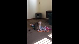 Cat Asks For Treat Throw Game And Attention