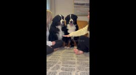 Paws on top: Playful dogs compete with girls in a hands-in game