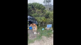 Coco, the Guardian of the Lagoon