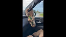 Sloth hanging upside down enjoys zucchini