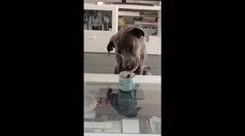 Dog's Tongue Flicks Liquid From Mug