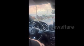 Dozens of wild horses disrupt traffic as they flee Davis Fire burning through Nevada