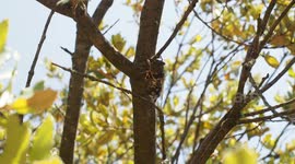 Le chant des cigales est à son paroxysme en Haute-Provence, au cœur de l'été boréal ! A Ganagobie, elles sont des centaines dans les chênes verts.