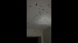 Room Infested By Moths