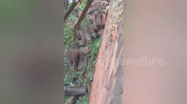 Enormous python found outside family's home in India