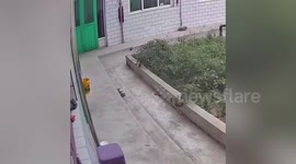 Plastic bag blowing in wind frightens puppy