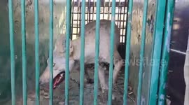 India: Forest department catched fifth wolf trapped by setting a trap with the help of its footprints in Bahraich, Uttarpradesh
