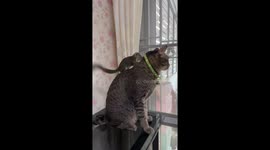 Pet squirrel annoys cat by climbing on its head
