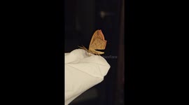 Butterfly excretes liquid while perched on a cloth