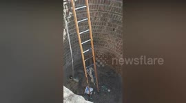 Crafty fox climbs firemen's ladder to escape well