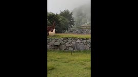 Hilarious moment three cheeky llamas filmed mating at Machu Picchu
