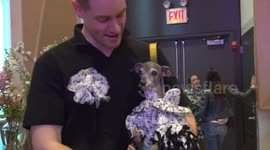 USA: Jonathan Cohen Synesthesia Collection