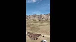 Herdsmen drive livestock to new pastures for winter in Xinjiang