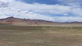 China: Tibetan Wild Donkeys on The Changtang Plateau in Tibet