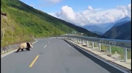 Giant panda stops traffic as it strolls across mountain road in central China