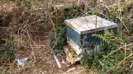 Beekeeper finds grandfather's lost hives alive in quarry and creates honey firm