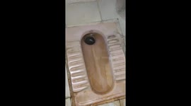 Huge 6-foot-long cobra found lurking inside homeowner's toilet in southern India