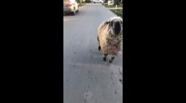 Sheep chases and screams in Buenos Aires