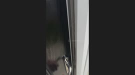 Dog walks out of house after being caught scattering trash
