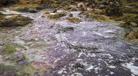 Hundreds of thousands of rare purple jellyfish wash up on British beach