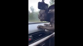 Dog barks at wiper blades during rainy drive in Ulyanovsk
