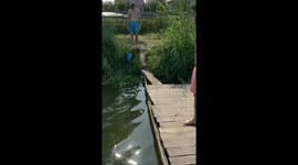 Такса по кличке Рицца в плавательном жилете акулы упала в заросли, а потом зовет всех прыгать в озеро
