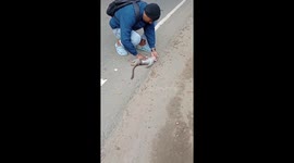 Man performs CPR on unconscious monkey in Kerala, India