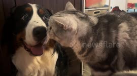 Cat playfully scratches dog's face in Beijing