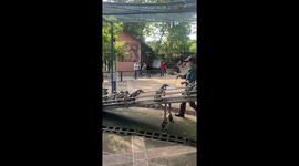 Penguins parade along ramp at zoo in Thailand