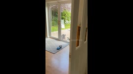 Pup’s joy knows no bounds when he finally sees his dad at home