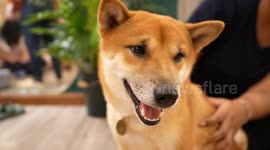 Experience the delight of playing in this Shiba Inu dog cafe