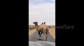 Driver baffled as mischievous camel deliberately zigzags across road, blocking traffic in China