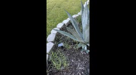Lizard Shish Kabob