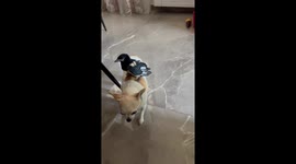 Magpie Rides on Chihuahua's Back