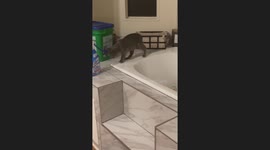 Curious Cat Falls Into Bathtub